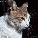 Francisco Goyette Profile Picture