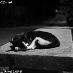 Carol Douglas Profile Picture