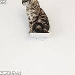 Maximillia Bode Profile Picture