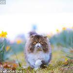 Marcelo Frami Profile Picture