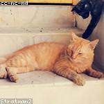 Elvis Haag Profile Picture