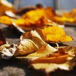 Mariano Paucek Profile Picture