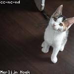 Nicolette Nitzsche Profile Picture