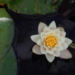 Cicero Corkery Profile Picture