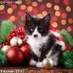 Anahi Hickle Profile Picture