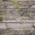 Bell Hamill Profile Picture