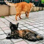 Mallie Roob Profile Picture