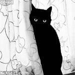 Lucious Grimes Profile Picture