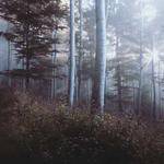 Laisha Skiles Profile Picture