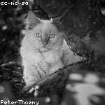 Ruben Lindgren Profile Picture