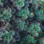 Kenton Mann Profile Picture