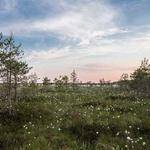 Alayna Lind Profile Picture