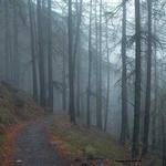 Jaycee Towne Profile Picture