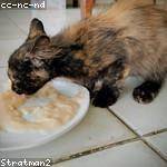 Sarai Gottlieb Profile Picture