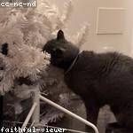 Donato Halvorson Profile Picture