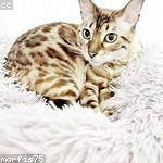 Chris Cummings Profile Picture