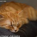 Neal Kohler Profile Picture