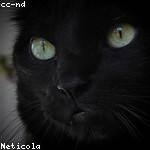 Clemmie Hahn Profile Picture