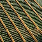 Carissa Bahringer Profile Picture