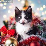 Keyon Farrell Profile Picture