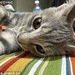 Hortense Wiza Profile Picture