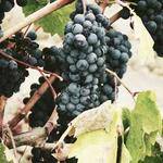 Shanie Bartoletti Profile Picture