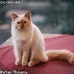 Henri Kertzmann Profile Picture