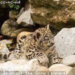 Samson Rutherford Profile Picture