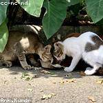 Horacio Luettgen Profile Picture