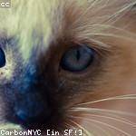 Amalia Witting Profile Picture