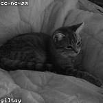 Emerson Crona Profile Picture