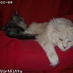 Kian Hickle Profile Picture