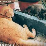 Jane Macejkovic Profile Picture